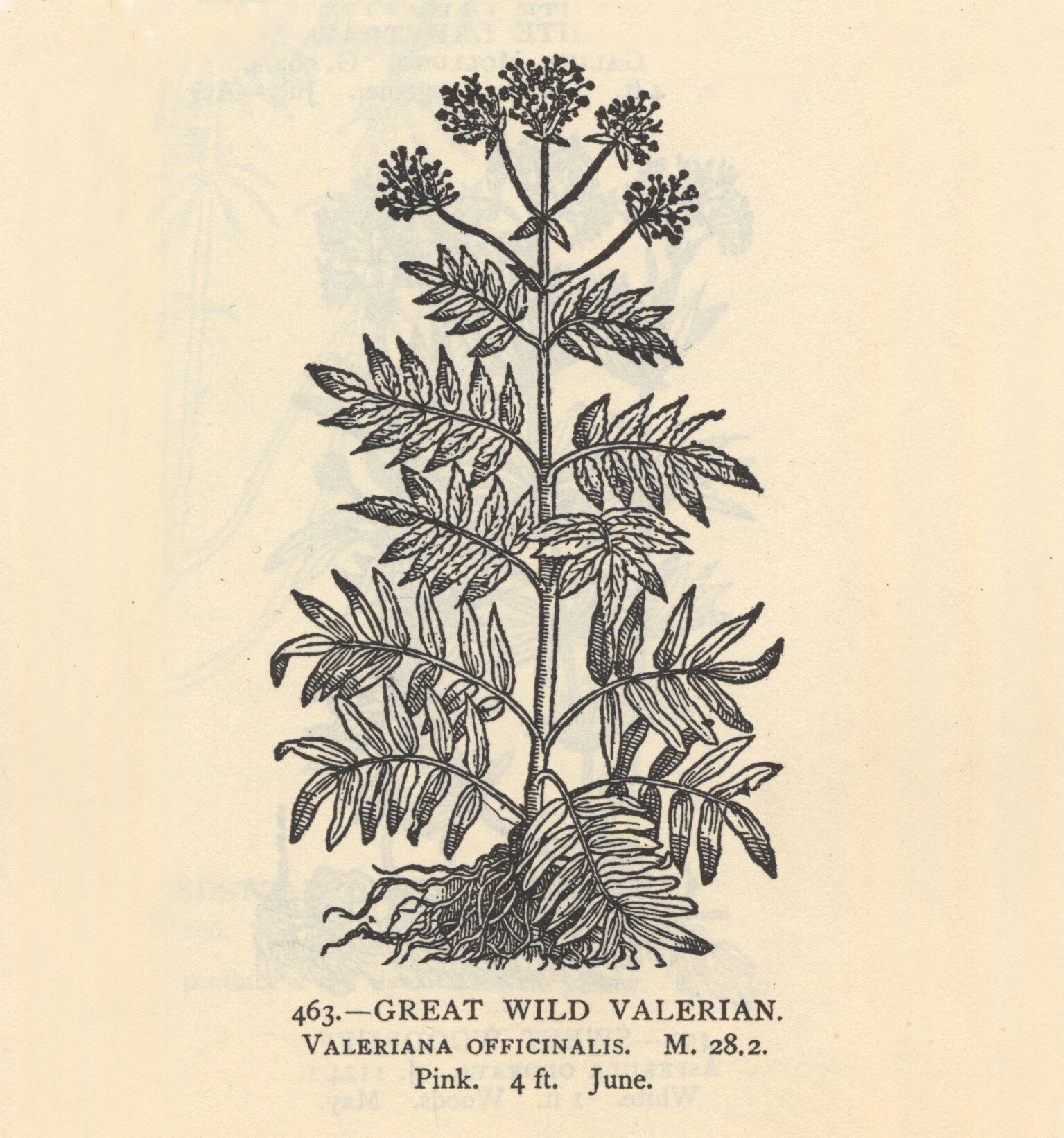 Valerian, Bromide and Queen Square